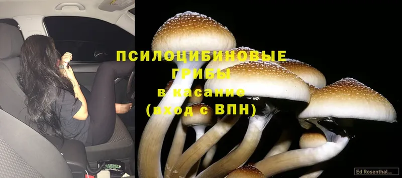 Псилоцибиновые грибы Cubensis  Дудинка 